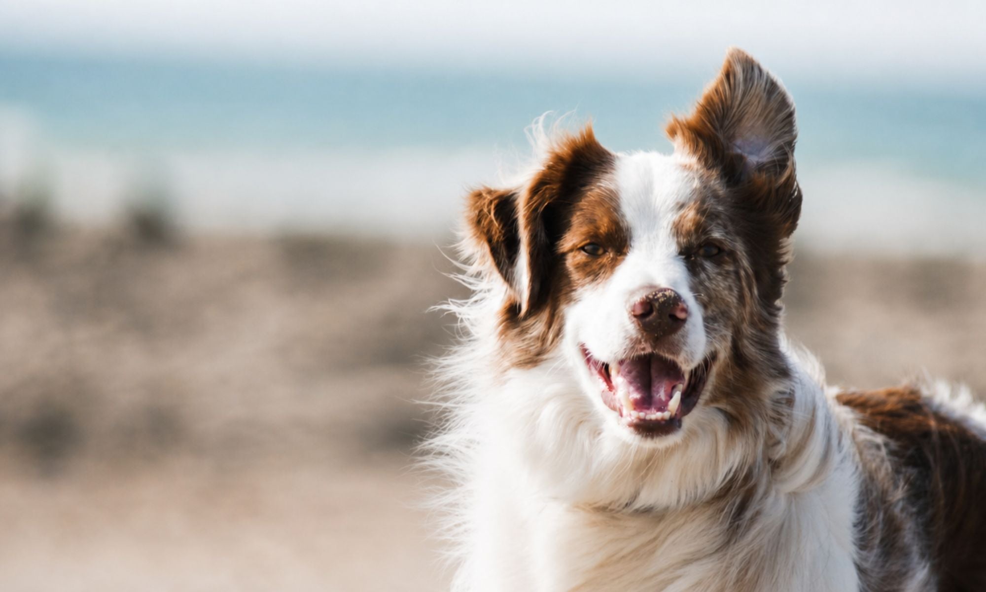 Accessoires Hundsy pour chien