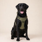Harnais tactique anti-traction BRASKO HUNDSY — vue principale vert militaire