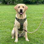 Harnais tactique anti-traction pour chien | BRASKO