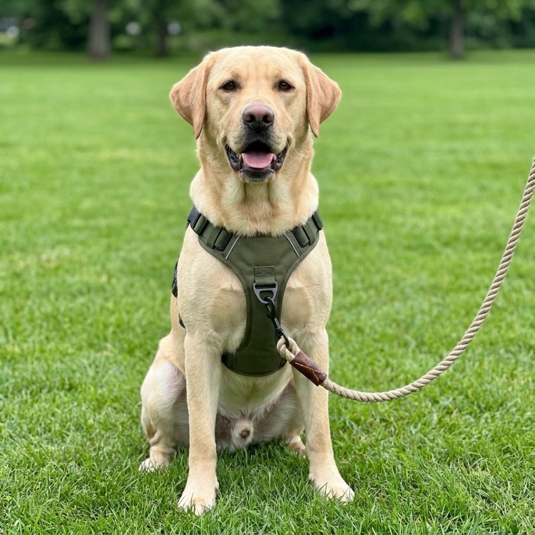 Harnais tactique anti-traction pour chien | BRASKO