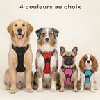 Harnais anti-traction HUNDSY - coloris noir rouge bleu fuchsia