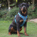 Harnais anti-traction RANGER HUNDSY coloris bleu