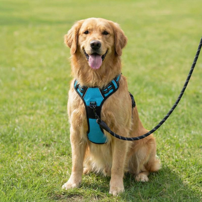 Harnais anti-traction HUNDSY coloris bleu clair - vue de face
