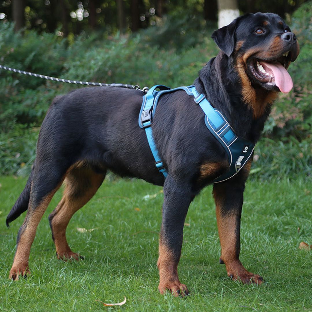 Grand chien avec harnais anti-traction RANGER HUNDSY coloris bleu