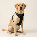 Harnais anti-traction HUNDSY - vue principale coloris noir