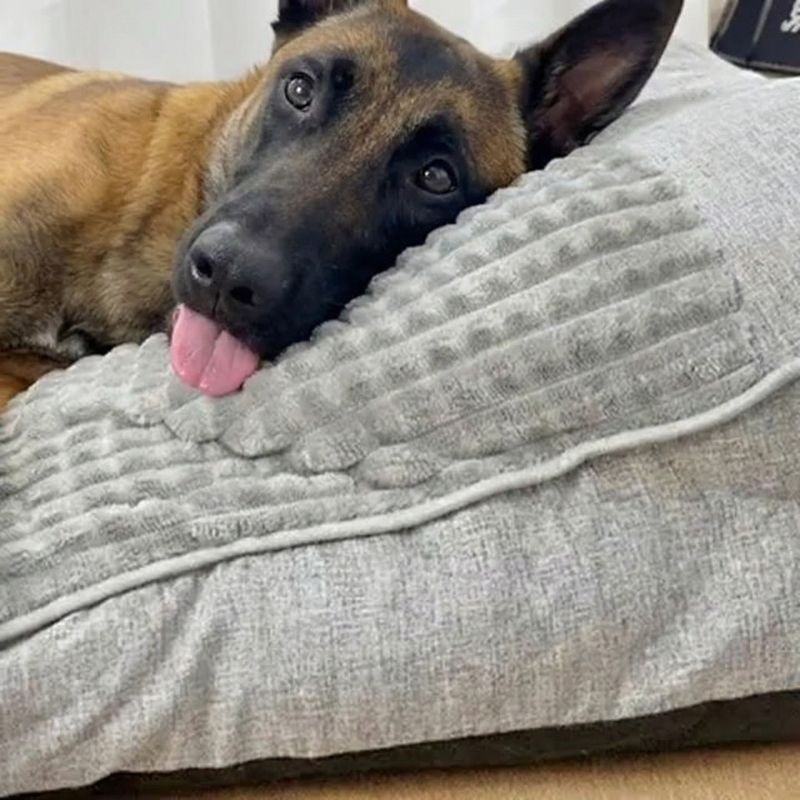 Grand Lit pour Chien Ergonomique - Espace XXL & Housse Lavable | HELSINKI