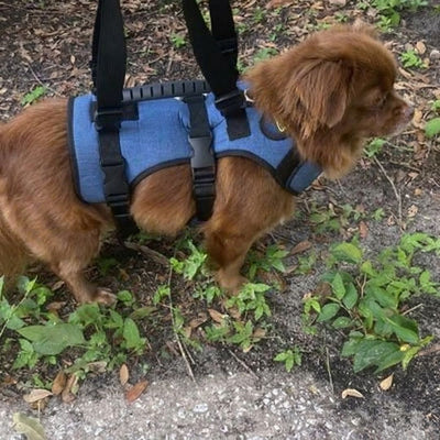 Avis client Hundsy