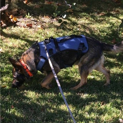 Avis client Hundsy