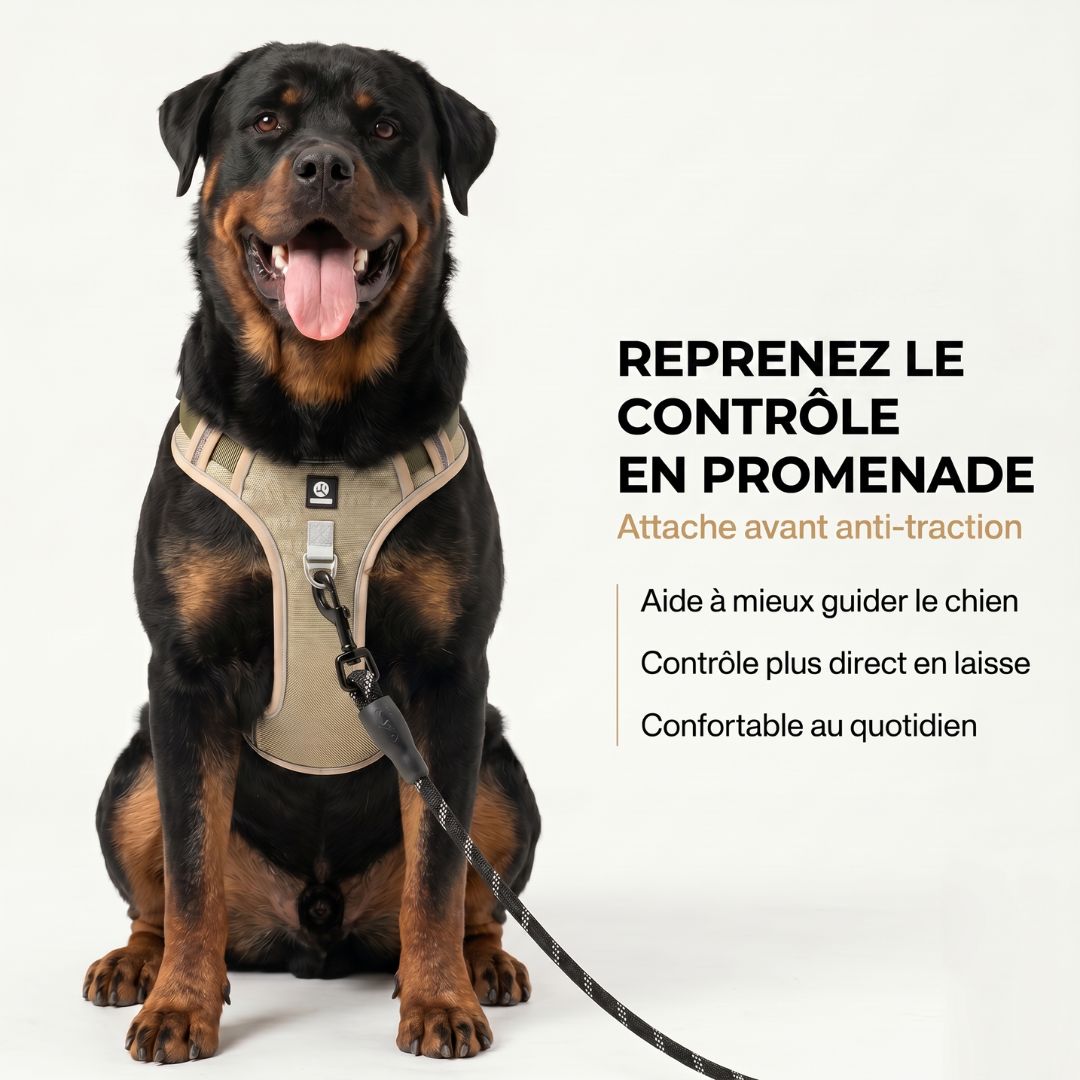 Harnais RANGER HUNDSY — anneau frontal no-pull pour chien qui tire