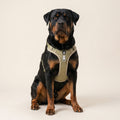 Harnais anti-traction RANGER HUNDSY — vue principale