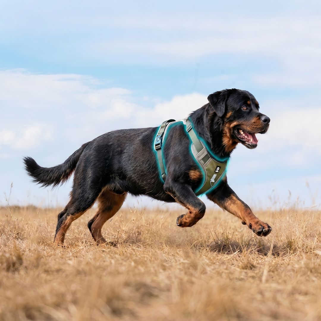Rottweiler avec harnais anti-traction RANGER HUNDSY