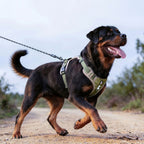 Rottweiler en promenade avec harnais anti-traction RANGER HUNDSY