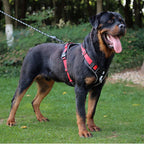 Harnais RANGER HUNDSY coloris rouge — attache dorsale
