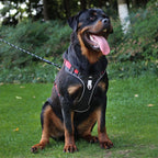 Chien assis avec harnais RANGER HUNDSY coloris rouge