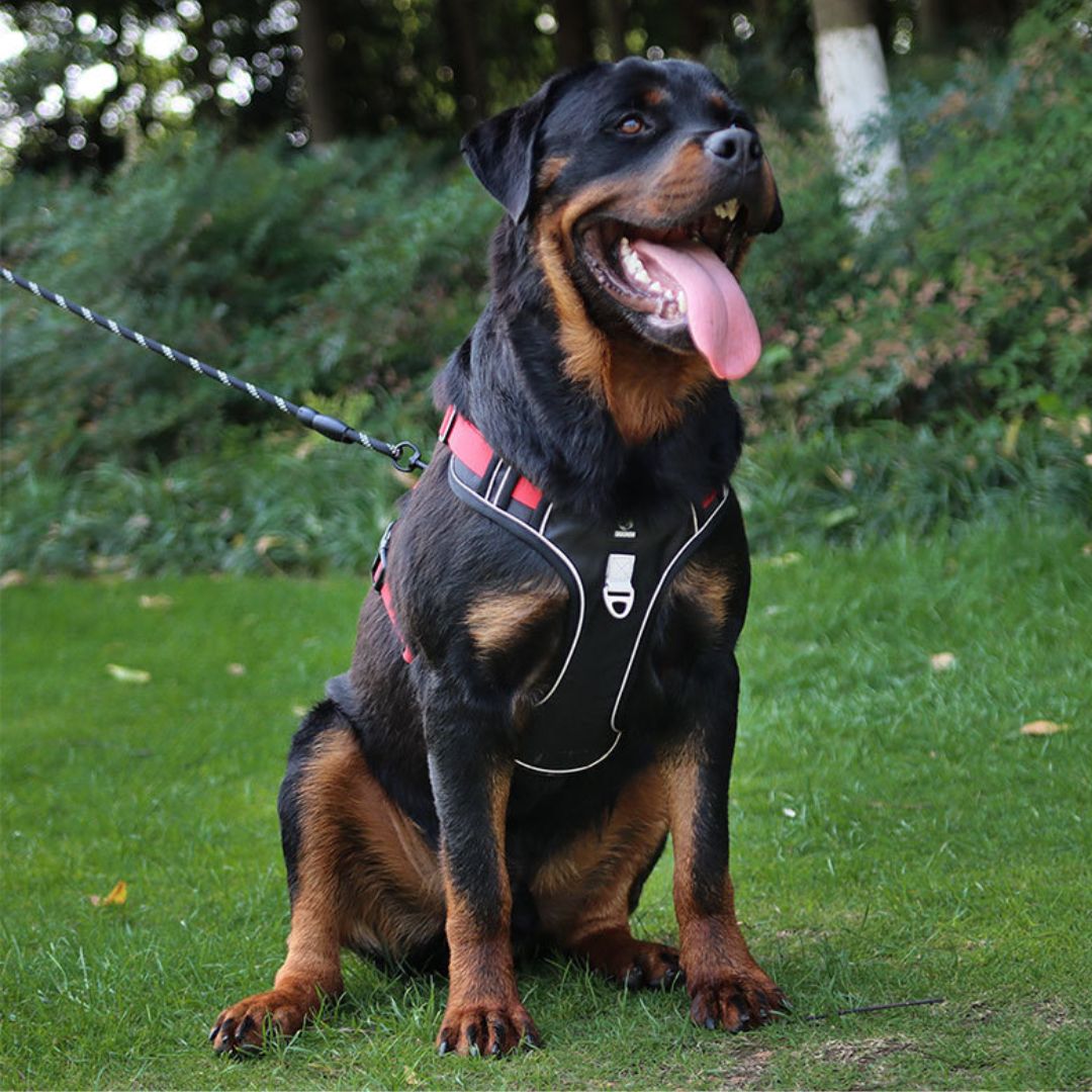 Chien assis avec harnais RANGER HUNDSY coloris rouge