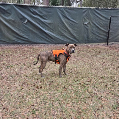 Avis client Hundsy