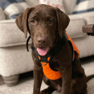 Avis client Hundsy