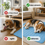 Tapis rafraîchissant pour chien | HUNDSY